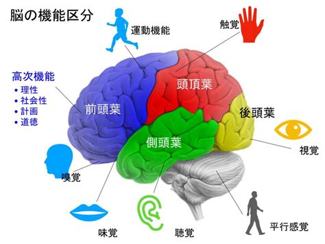 頭部位置|【脳の機能局在】各部位の働きを分かりやすく解説 